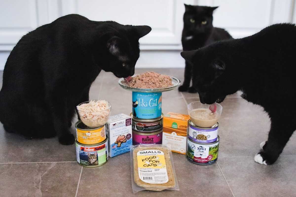 Best food for cats with fiv