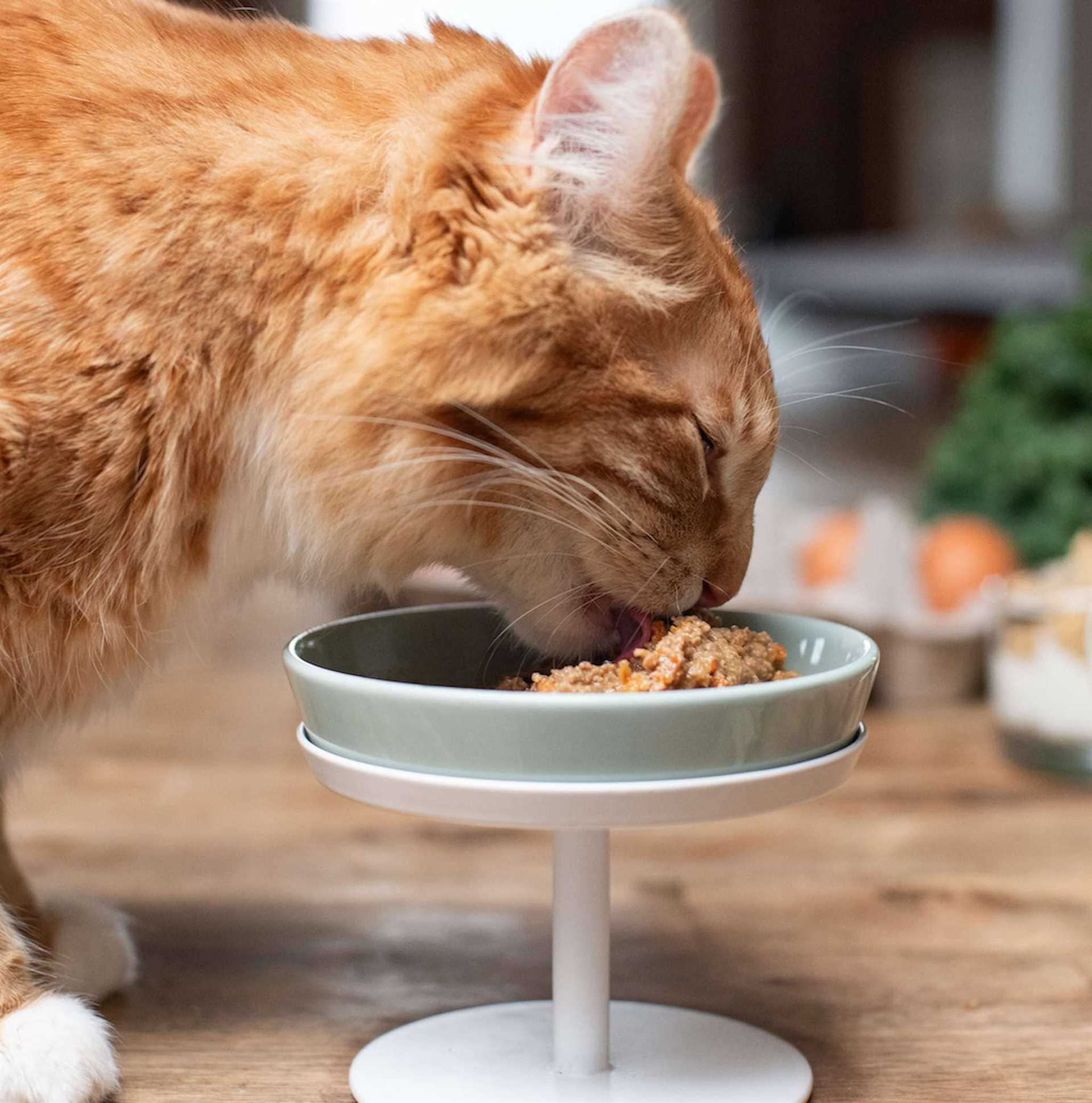 Best food for cats with gastrointestinal problems