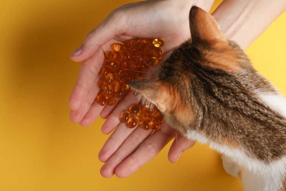 Best food for cats with hcm