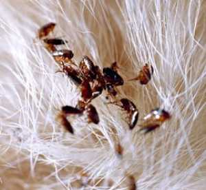 Signs of Fleas in Cats and Their Potential Impact on Humans