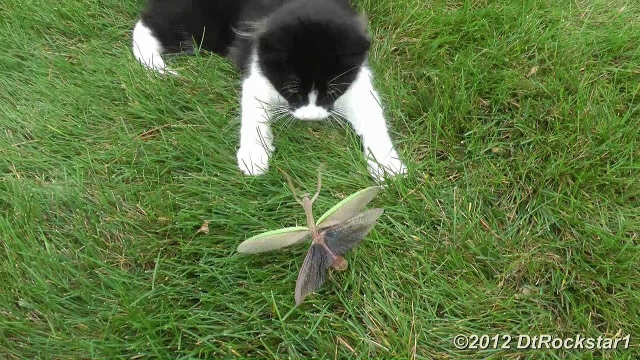 Signs of Allergic Reactions in Felines from Insect Exposure