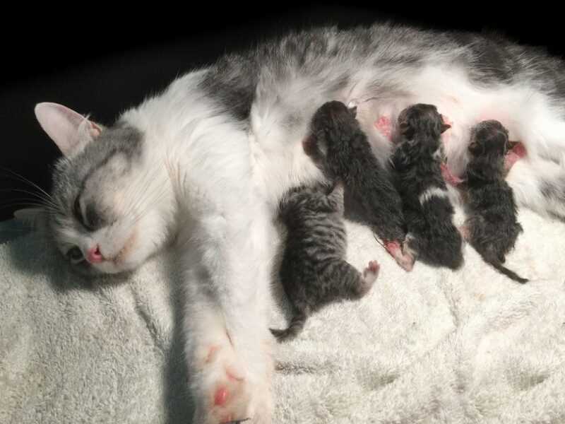 Understanding the Lactation Process in Expecting Felines