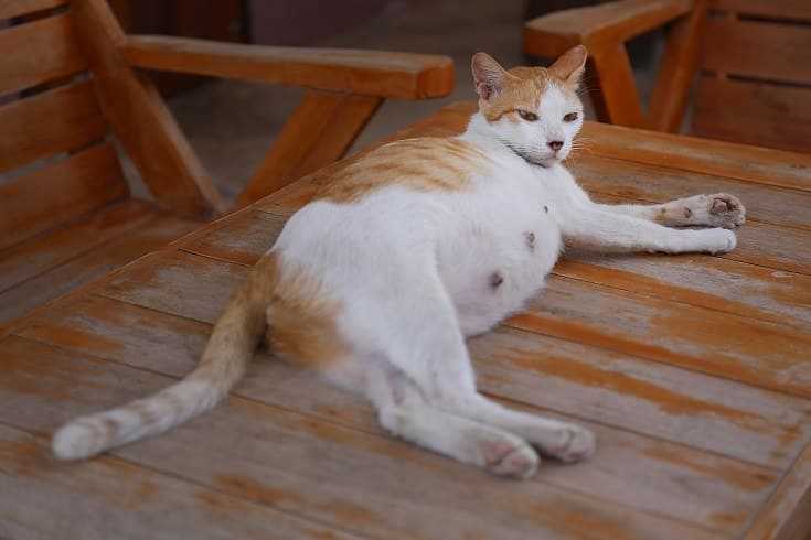 Managing a Household with a Pregnant Feline and Newborn Offspring