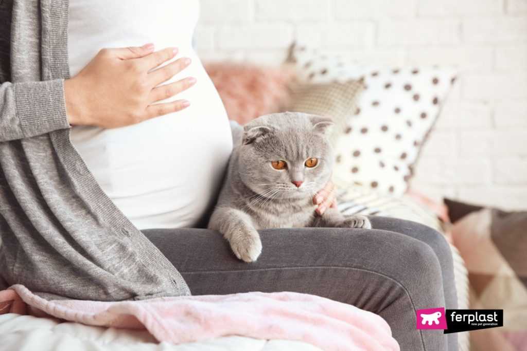 Safe Practices for Cat Care While Expecting