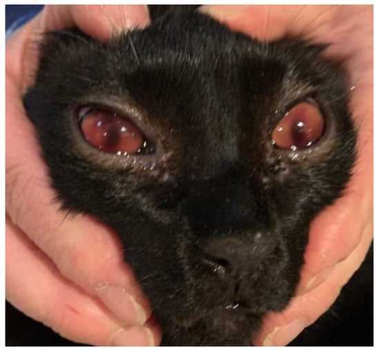 Differences Between Canine Parvovirus and Feline Diseases