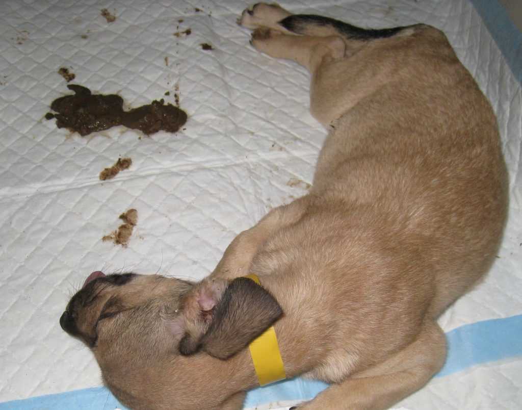 Understanding Parvovirus Transmission in Pets
