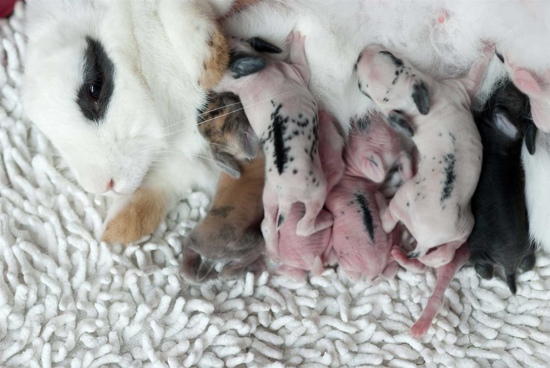 Understanding the Biological Differences Between Bunnies and Felines