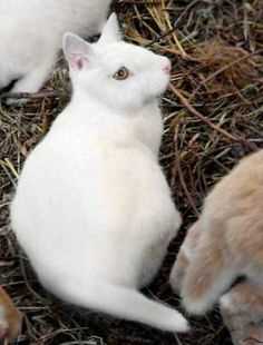 Behavioral Interactions: Do Bunnies and Felines Get Along?