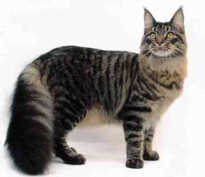 Implications of Hybridization in Wildlife