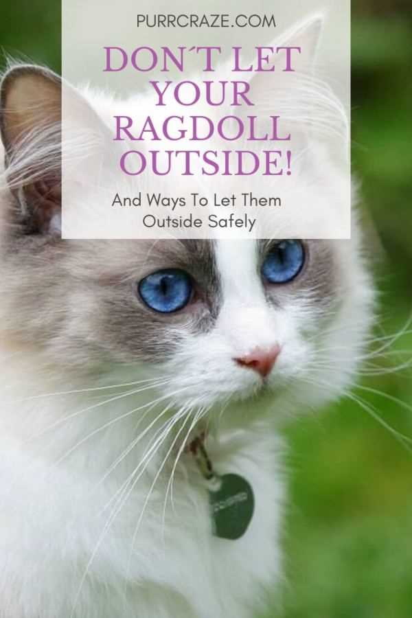 Risks and Dangers of Allowing Ragdoll Cats Outside