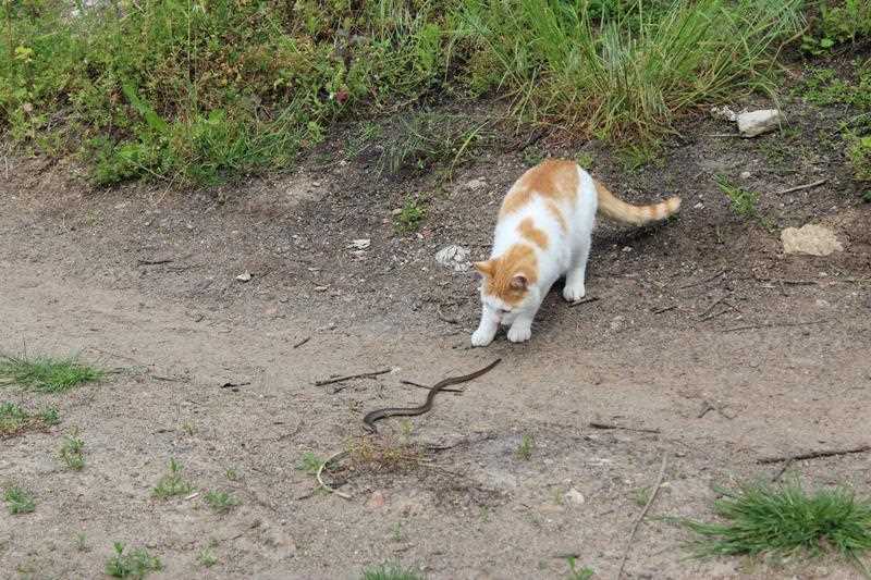Signs of Venomous Strike in Feline Companions