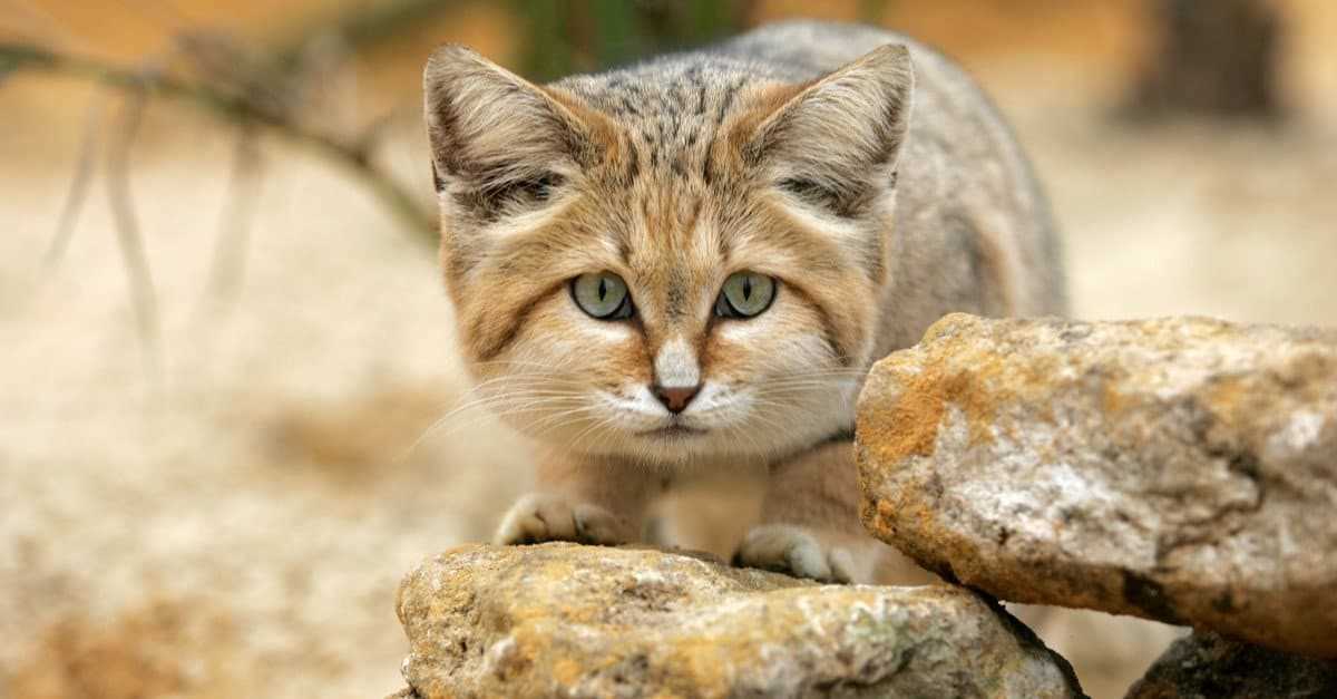 Understanding the Behavior of Desert Wildcats in the Wild