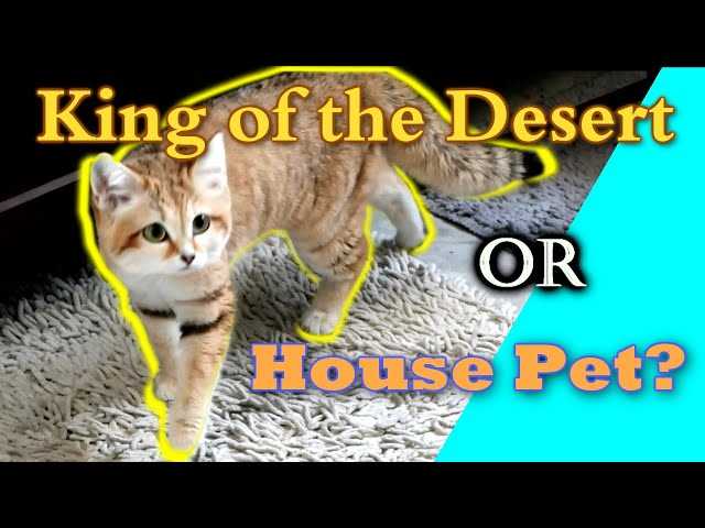 Hunting Strategies