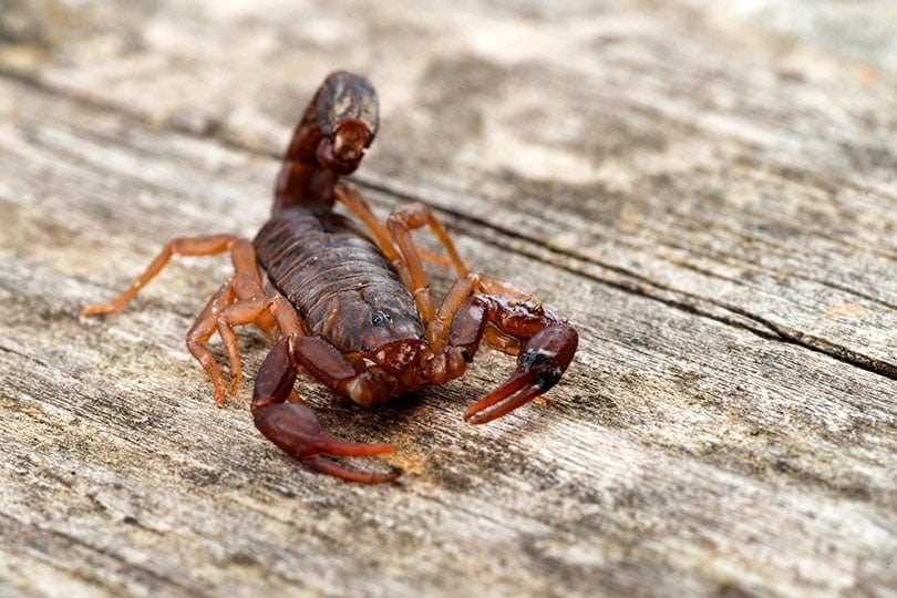 Preventive Measures for Cat Owners in Scorpion-Prone Areas