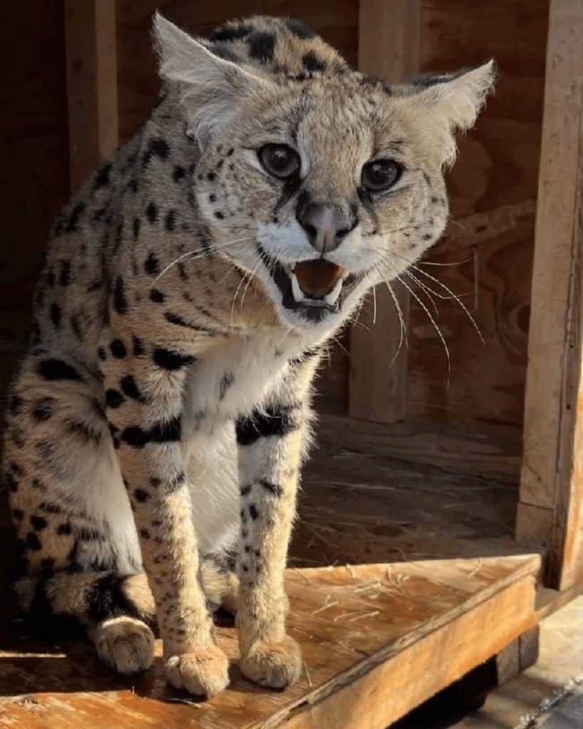 Understanding the Physical Capabilities of Serval Cats