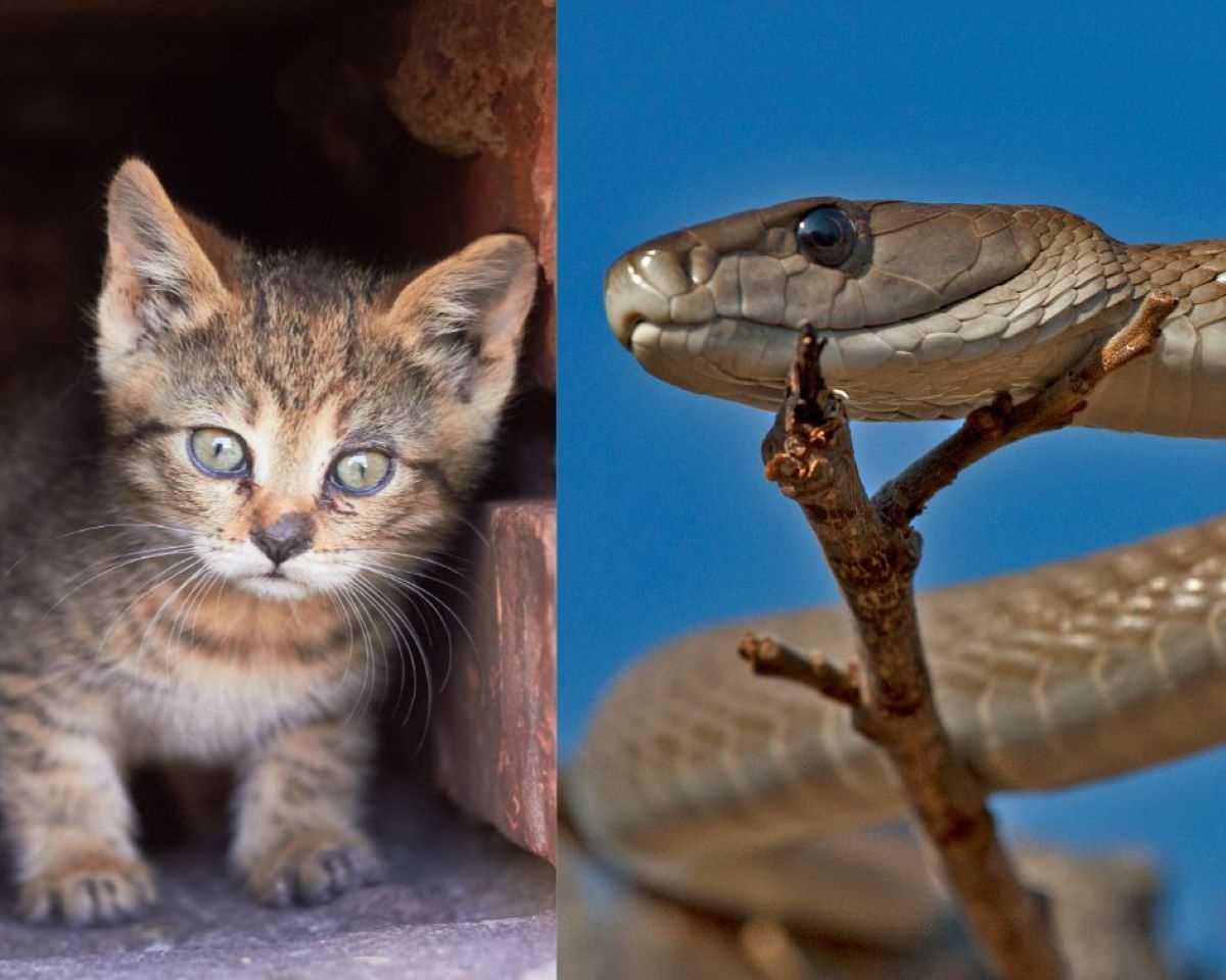 2. Copperheads