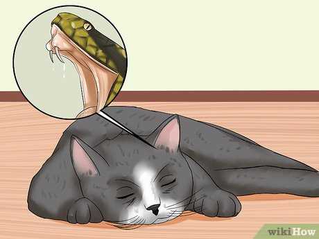 Signs of Snake Bite and Immediate Actions for Cat Owners