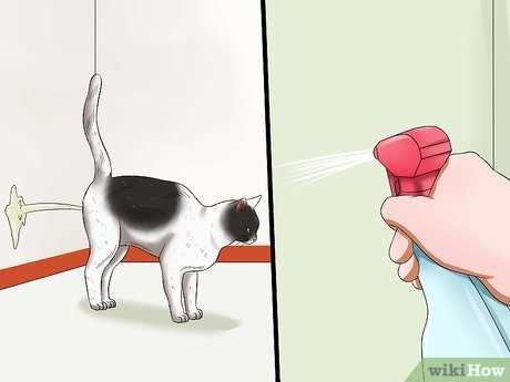 Post-Procedure Care