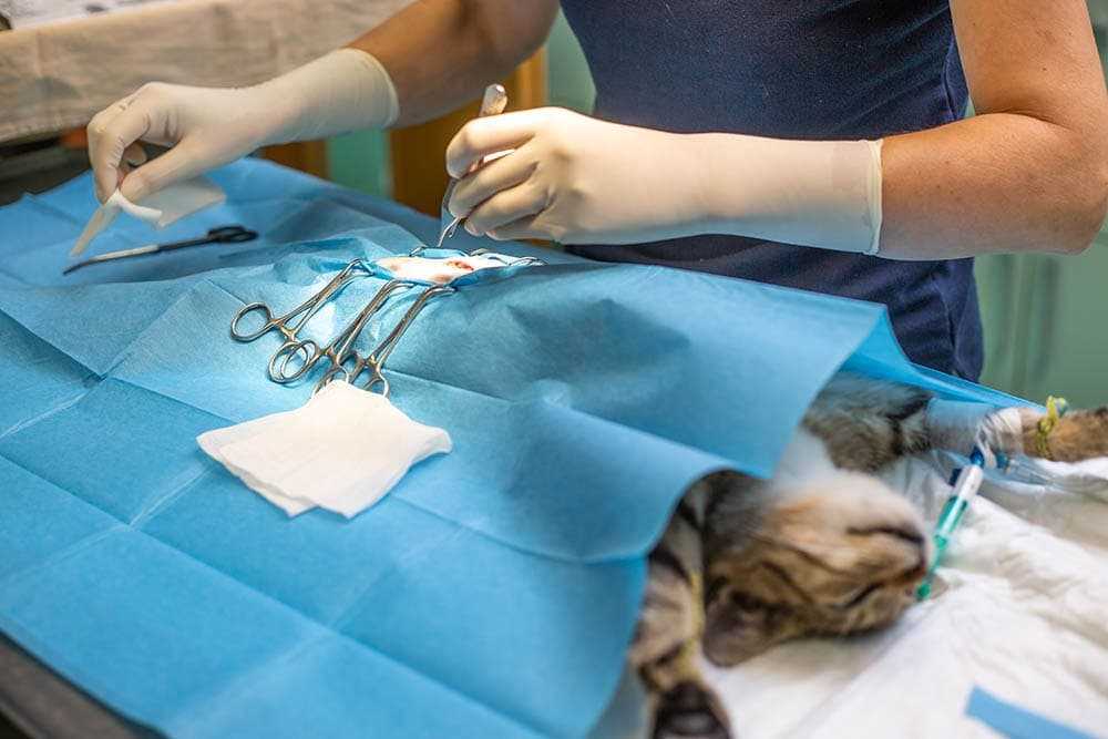 Alternative Feeding Solutions for Orphaned Kittens