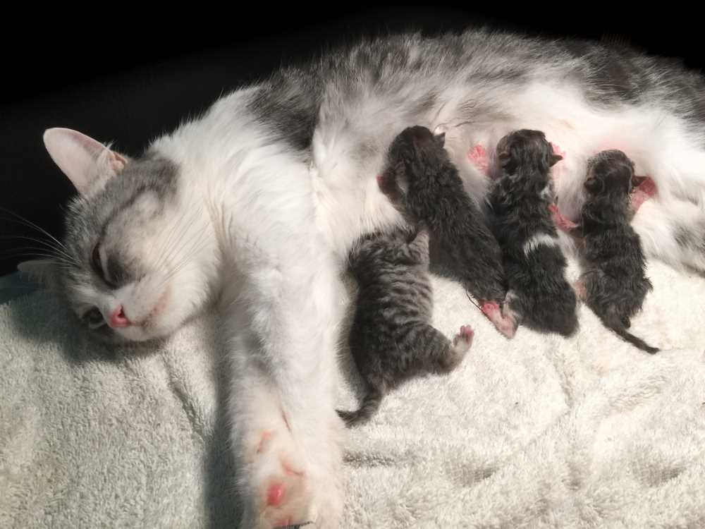 Can a Neutered Feline Nourish Young