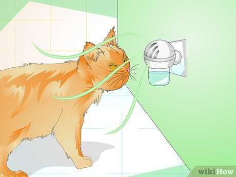 Understanding the Reasons Behind Spraying Behavior in Cats