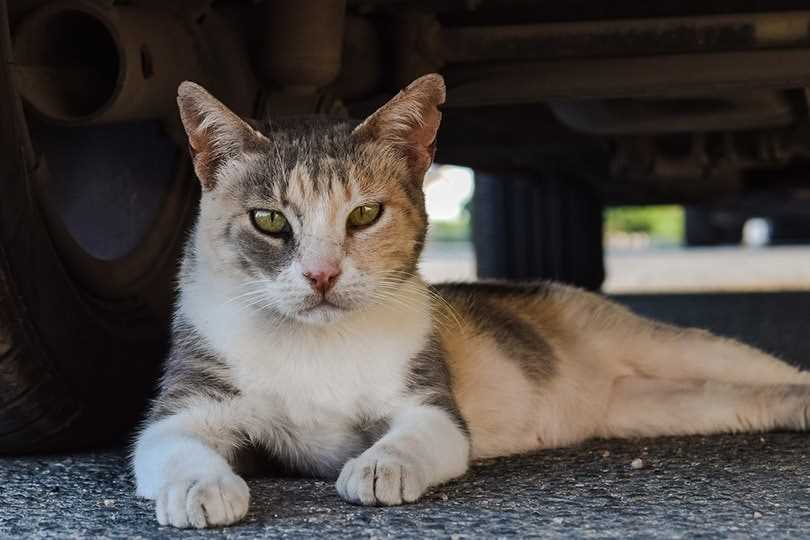 Steps to Successfully Socialize a Stray Feline
