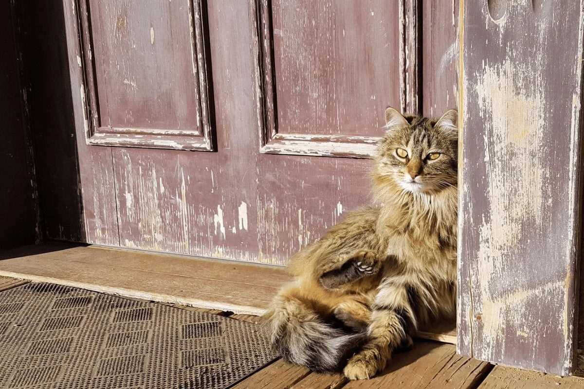 Assessing the Temperament of a Stray Feline