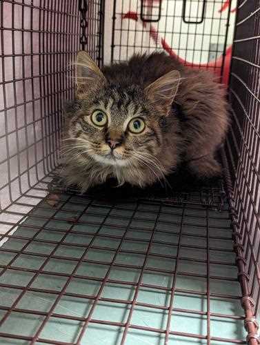 Preventing Rabies Transmission from Feral Felids to Humans