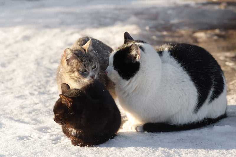 Identifying Shelter Options for Felines During Cold Months