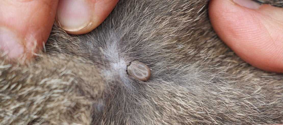 Understanding Tick-Borne Diseases in Cats