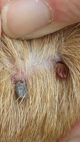 Common Diseases