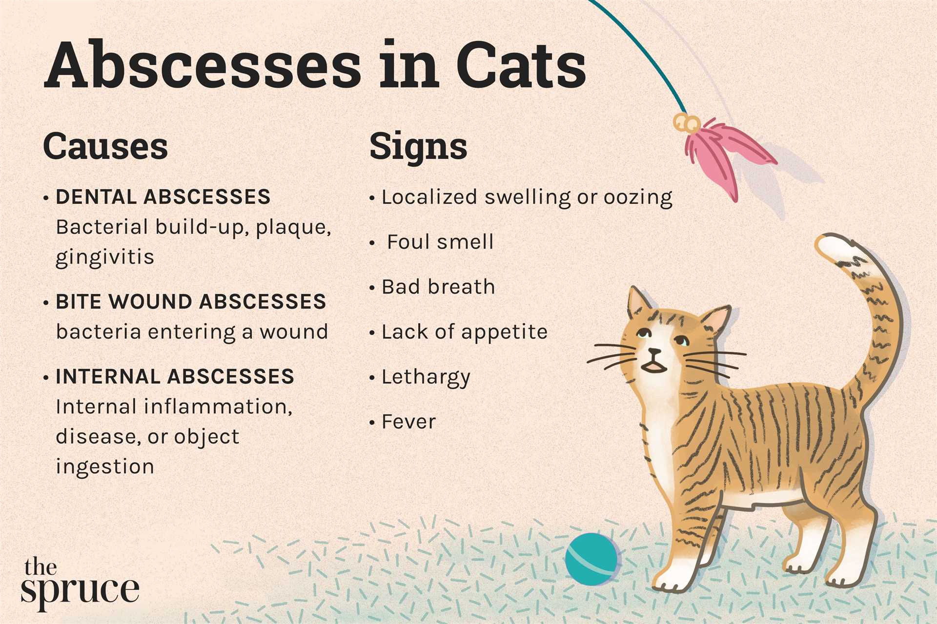 Emergency Care and Treatment Options for Feline Dental Infections