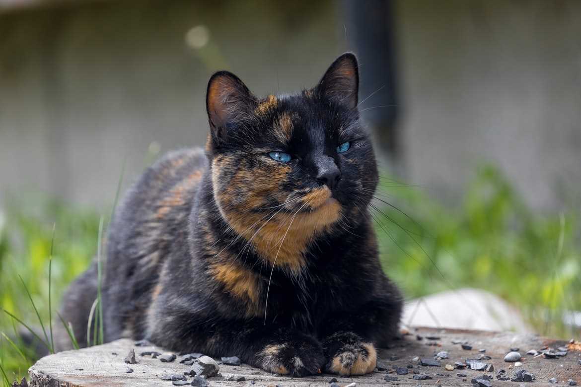 Health Considerations for Male Tortie Cats