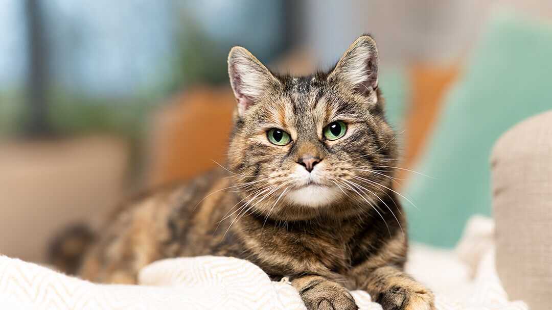 Identifying Male Tortoiseshell Cats: Rarity and Characteristics