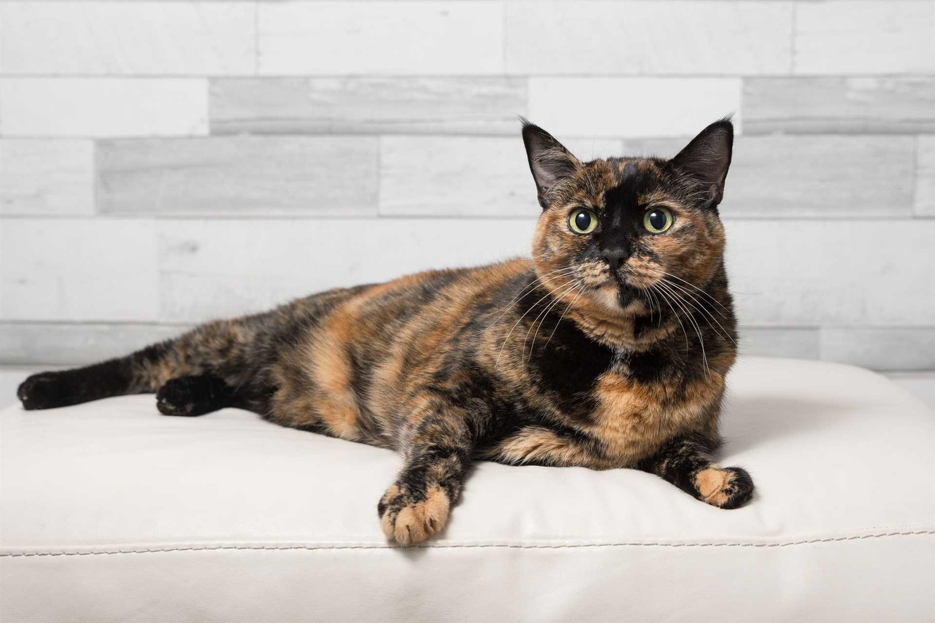 The Role of Genetics in Coloration