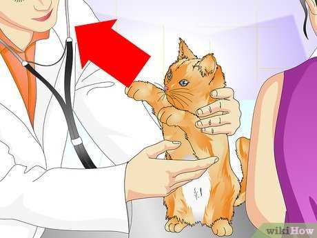 Exploratory Surgery