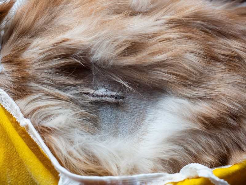 Identification of Spaying in Felines