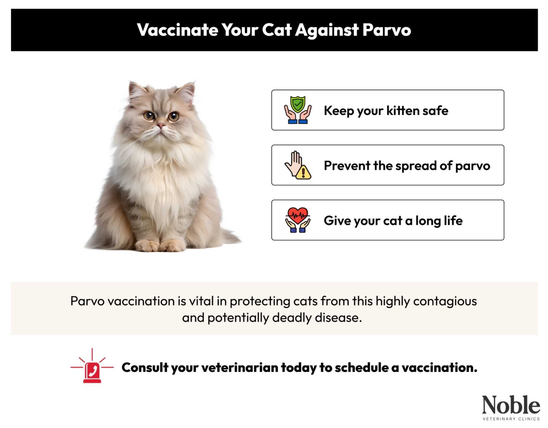 Symptoms and Treatment Options for Adult Felines