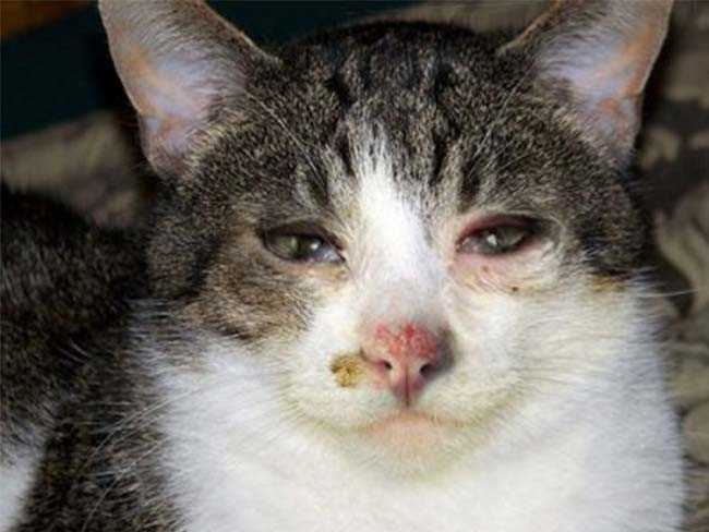 Understanding Parvovirus Transmission in Felines
