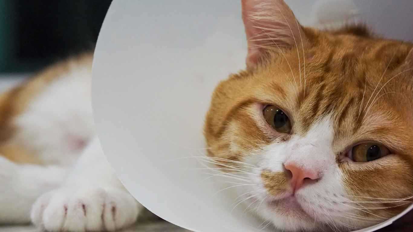 Can Adult Cats Get Parvo?