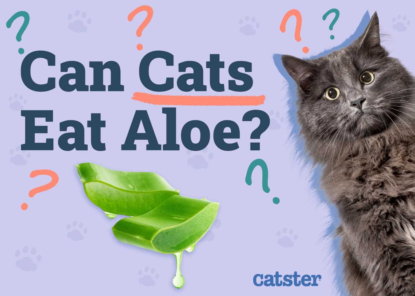 Symptoms of Aloe Poisoning in Cats
