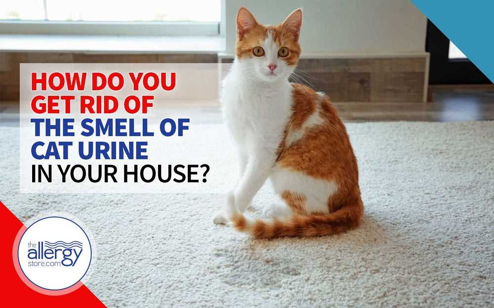 How to Safely Clean Feline Urine to Minimize Health Risks