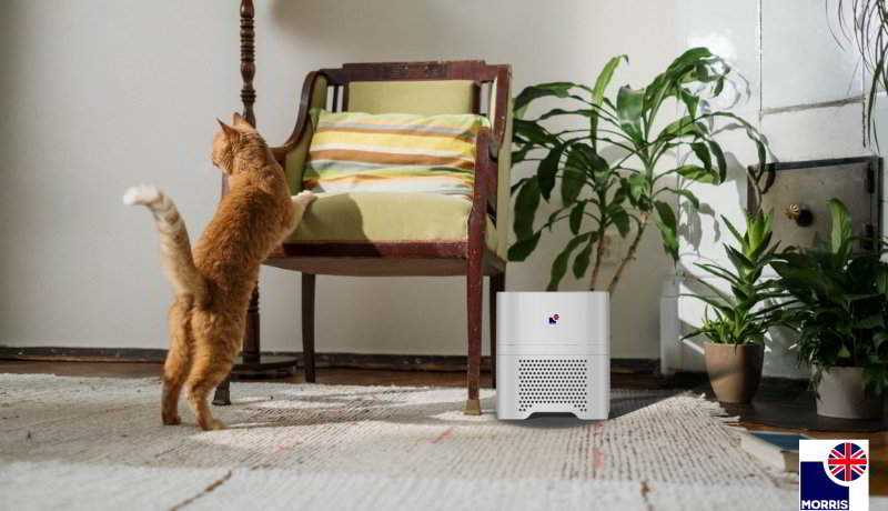 Additional Measures to Complement Air Purifiers for Cat Allergies