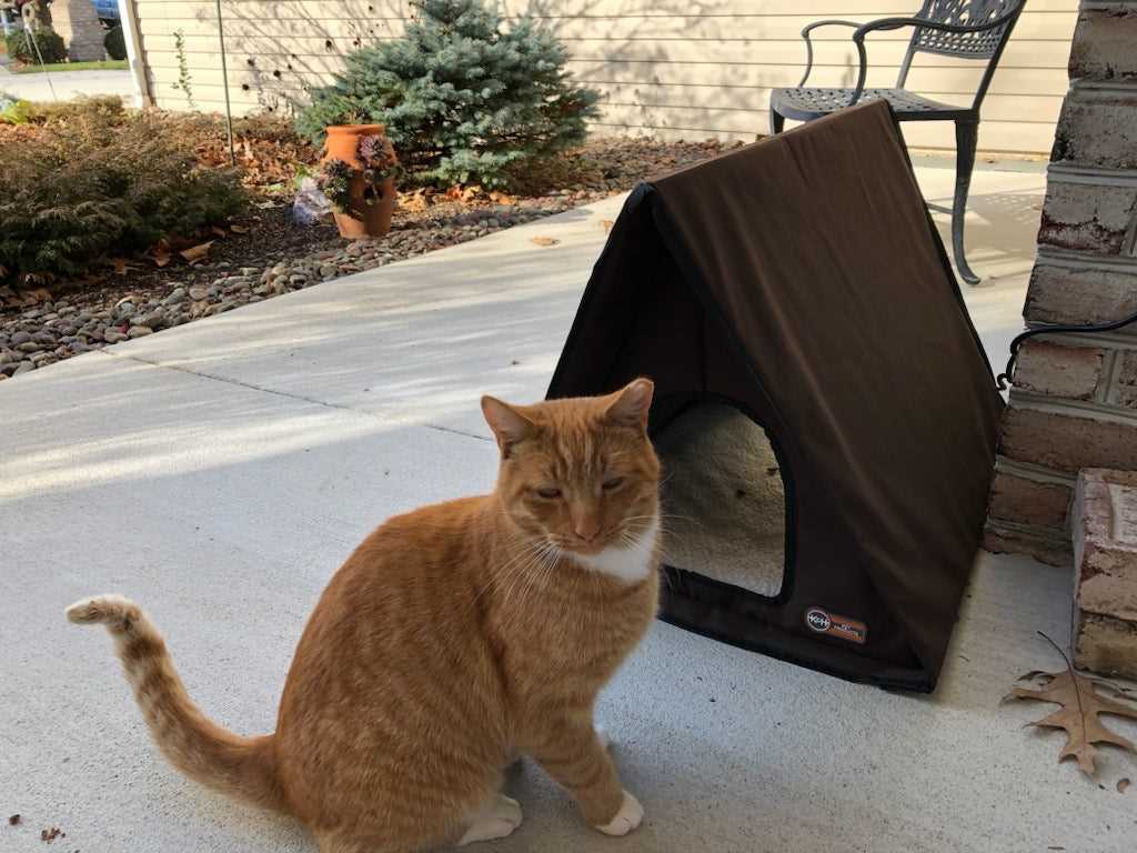 Assessing Your Feline's Readiness for Outdoor Life