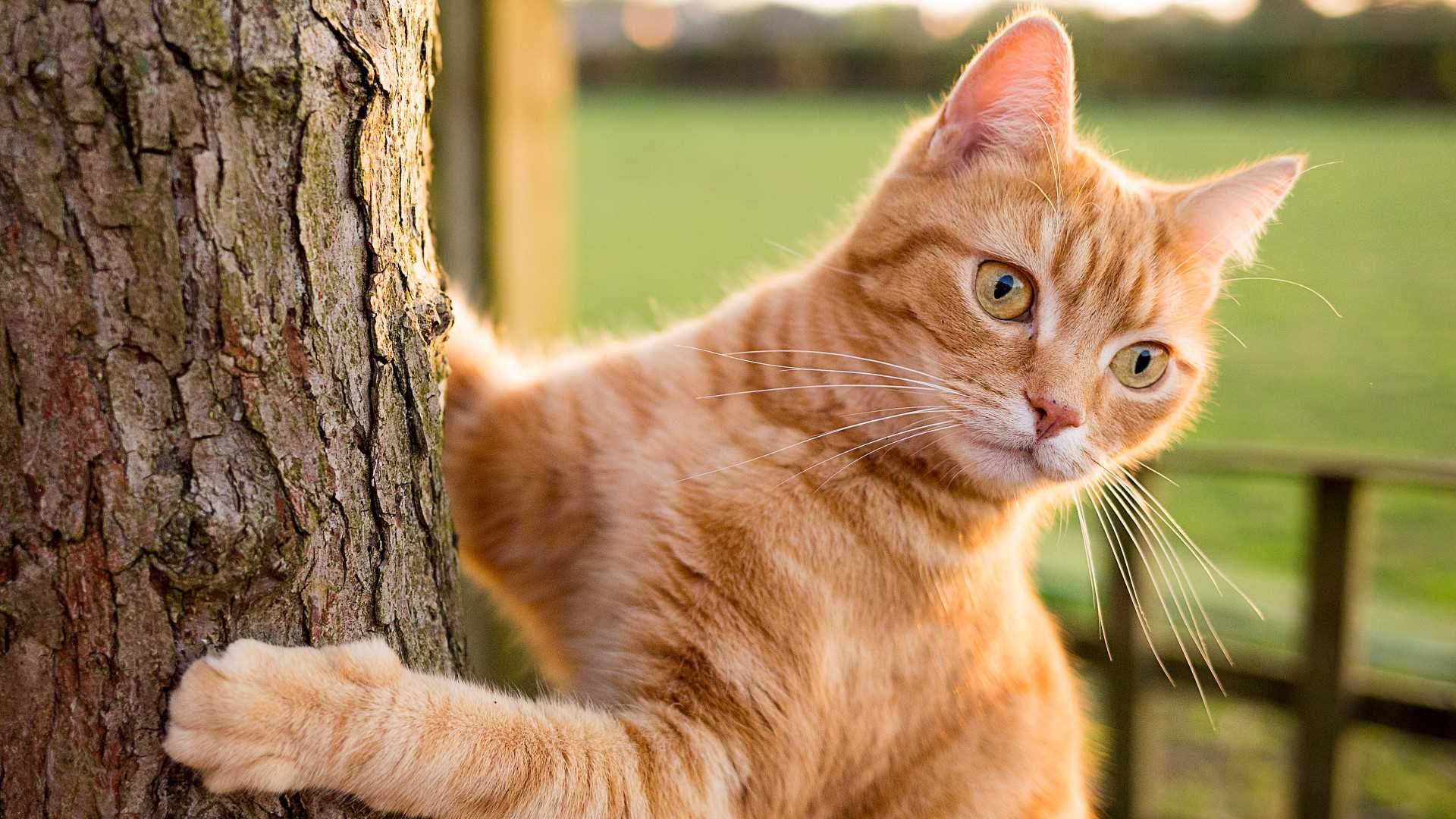 Safety Measures for Transitioning Your Feline Friend Outdoors