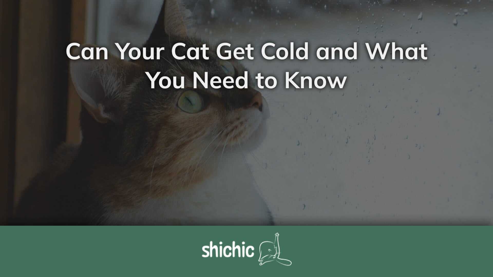 Can an Indoor Feline Experience Respiratory Illness?