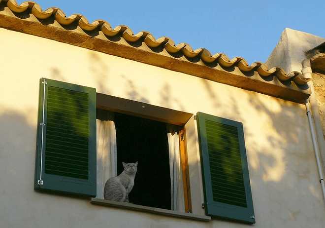 Understanding a Feline's Navigation Skills