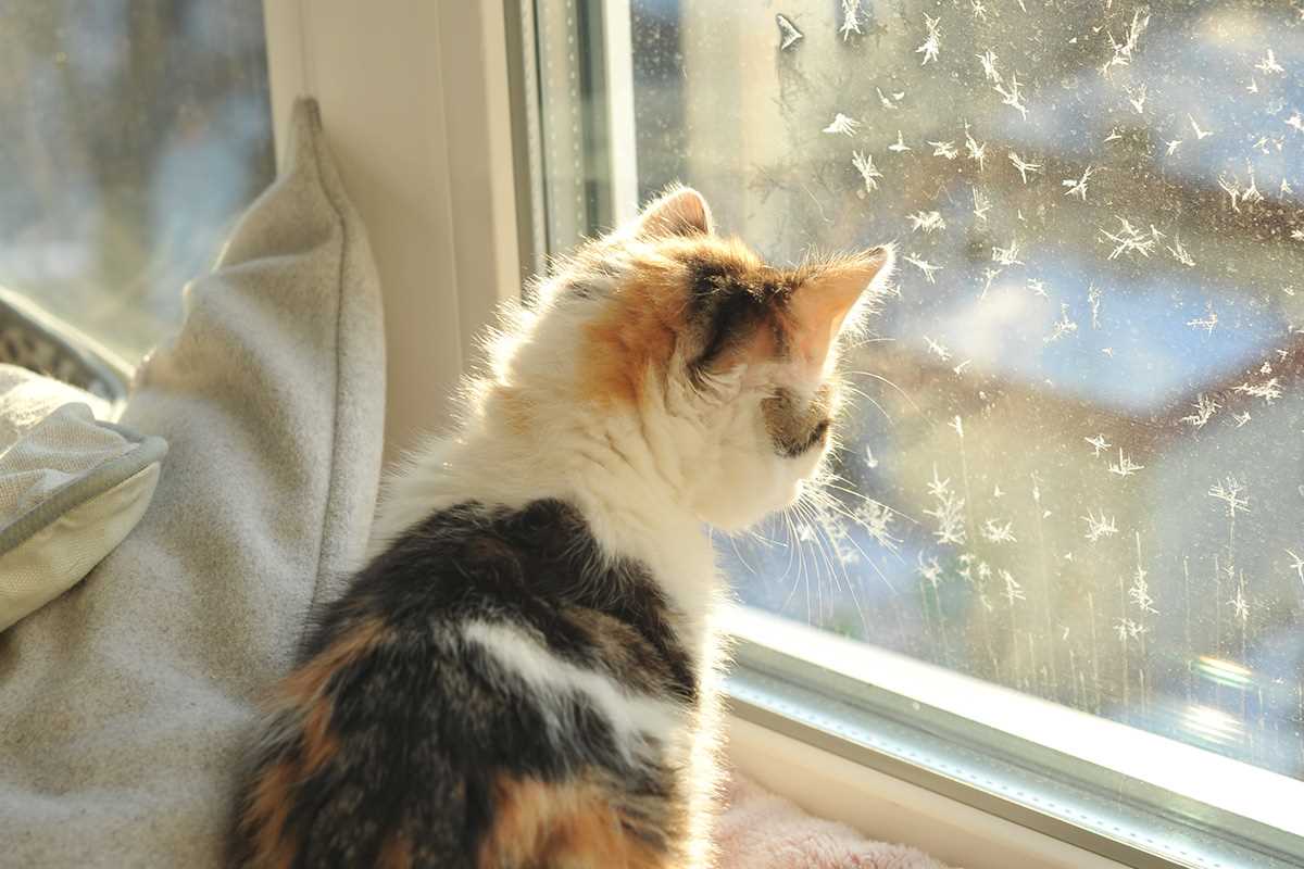 Preventive Measures to Keep Your Indoor Feline Healthy
