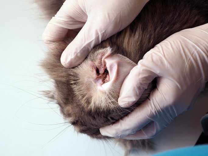 Routine Health Check-ups