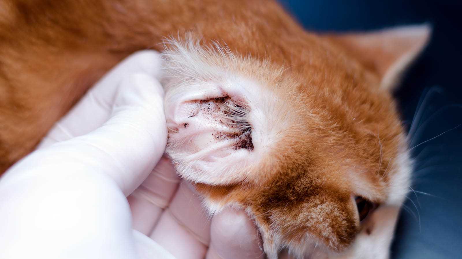 Identifying Symptoms of Infestation in Felines